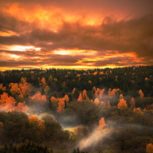 Above The Woods