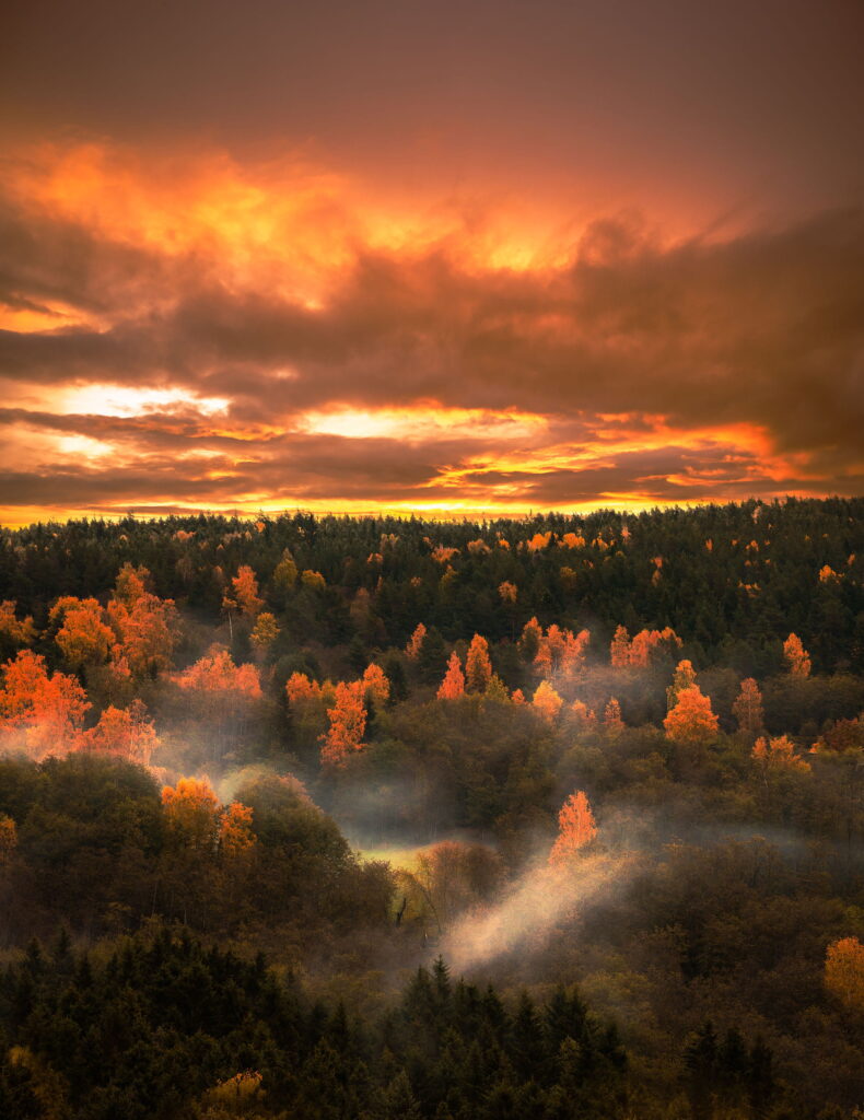 Above The Woods